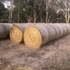 150 x Triticale Hay 385kg 5x4 Rolls