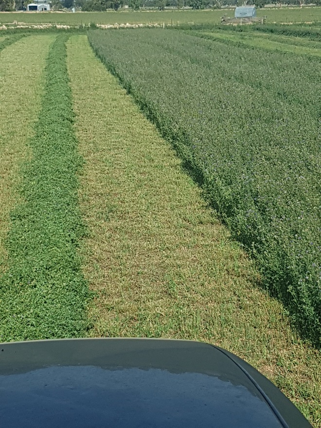 120 ton of 2nd cut Lucerne Hay 8X4X3