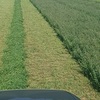 120 ton of 2nd cut Lucerne Hay 8X4X3
