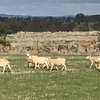Wiltipoll Ewes