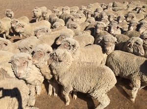 Superfine wool Merino ewe hoggets - shorn