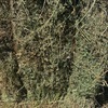 Lucerne 1st cut Hay 8x4x3 Bales