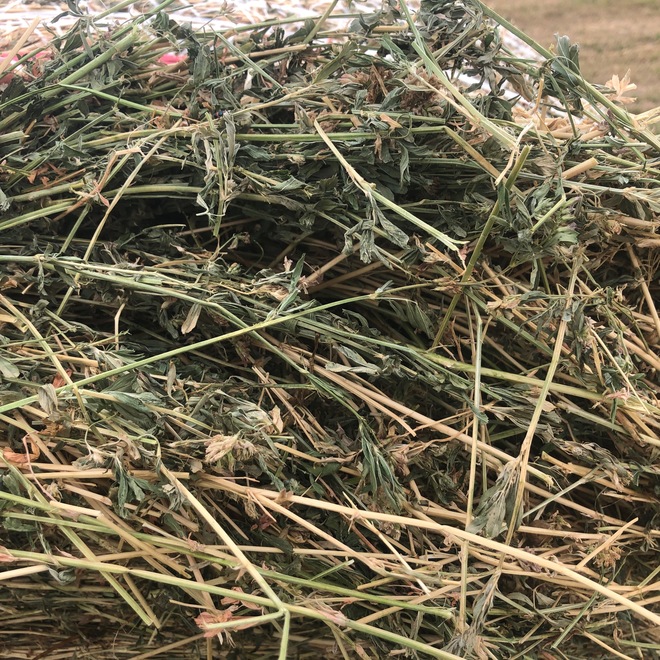 Irrigated Lucerne Hay in Round Bales
