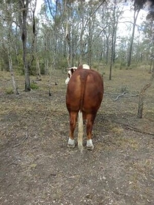 Registered Braford Bull