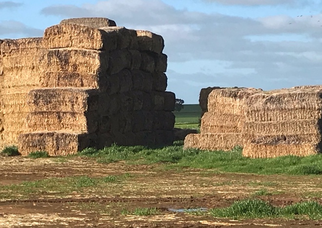 Barley Straw Tops 8x4x3 Bales (1 x B Double Load)