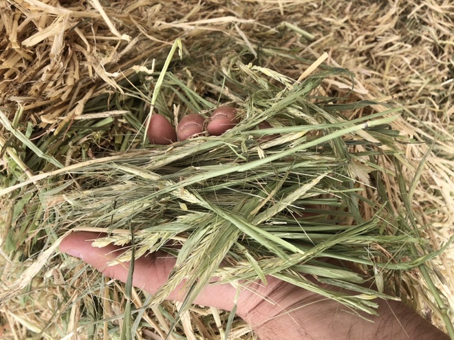 1000mt Barley Hay 650kg 8x4x3 Bales (New Season)