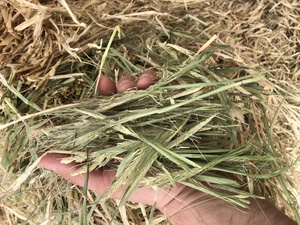 1000mt Barley Hay 650kg 8x4x3 Bales (New Season)