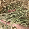 1000mt Barley Hay 650kg 8x4x3 Bales (New Season)