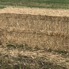 300mt Wheaten Hay 330-350kg 8x3x3 Bales