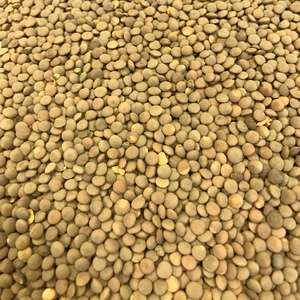 Hurricane Lentils For sale