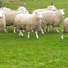 Border Leicester rams