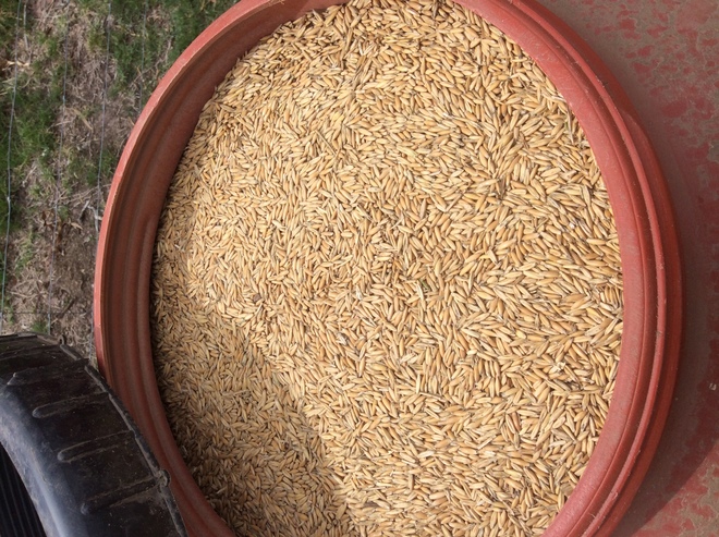 Under Auction (A129) - 6 x Full Drums of Seed Oats