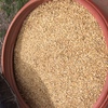 Under Auction (A129) - 6 x Full Drums of Seed Oats