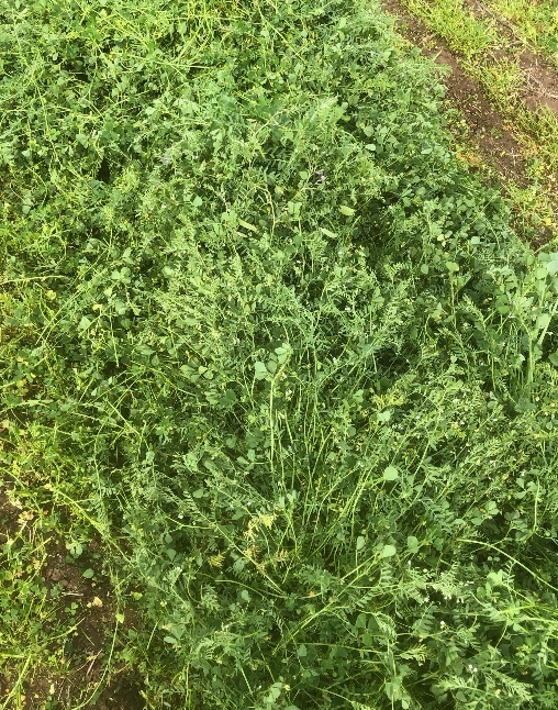 150mt Lentil Medic Hay 680-700kg 8x4x3 Bales