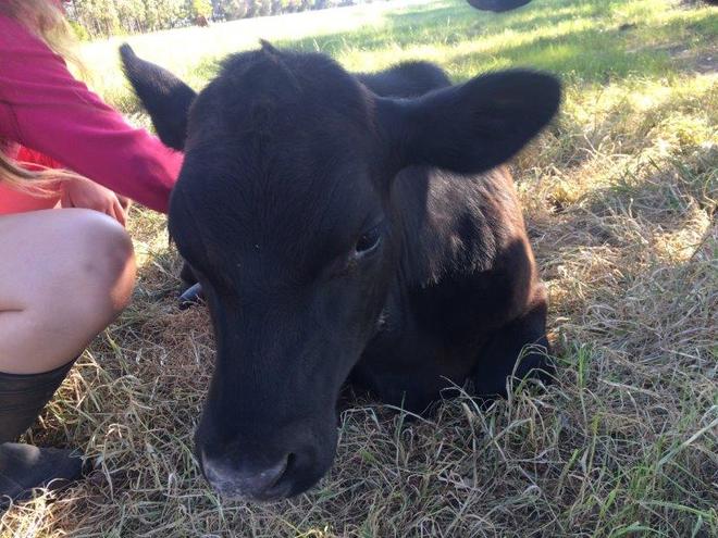 Very Friendly Pet Calf