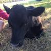 Very Friendly Pet Calf