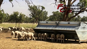 16% Lamb Feedlot Pellet