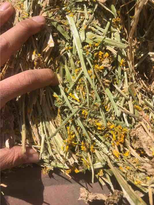 Canola Hay Shedded 8x4x3 Bales