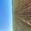 NDF 30ft Planter