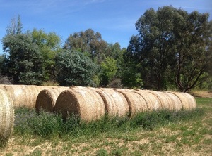 79 Rolls first cut Lucerne Hay