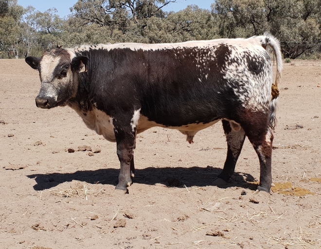 (⚡SOLD Pending Payment ⚡)Speckle Park F1 Bull