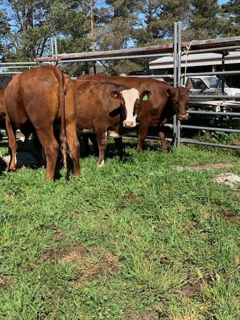9 PTIC Santa x Friesian 2 yr old Heifers