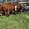 9 PTIC Santa x Friesian 2 yr old Heifers