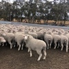 EOI - Approx 820 White Tag & 870 Orange Tag MPM Merino Breeding Ewes