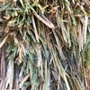 200mt Barley Hay 650kg approx 8x4x3 Bales + Freight