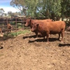 4 Red Poll Cows with Calves at foot