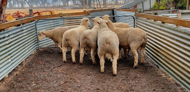 6 x Poll Dorset Rams 