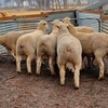 6 x Poll Dorset Rams 
