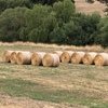 42x Pasture Hay rolls 5x4