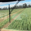 400mt Oaten Hay 500-550kg 8x4x3 Bales