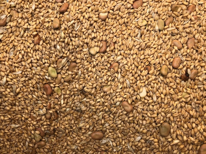 Great Sheep Feed!! Wheat/Faba Bean Mix
