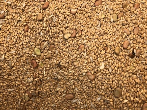 Great Sheep Feed!! Wheat/Faba Bean Mix