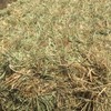 260mt Wheaten Hay 520kg 8x4x3 Bales
