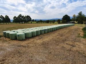 Silage PROTEIN 14.6% Oaten/Vetch/Clover  