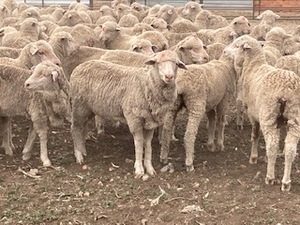 Merino Ewe Lambs