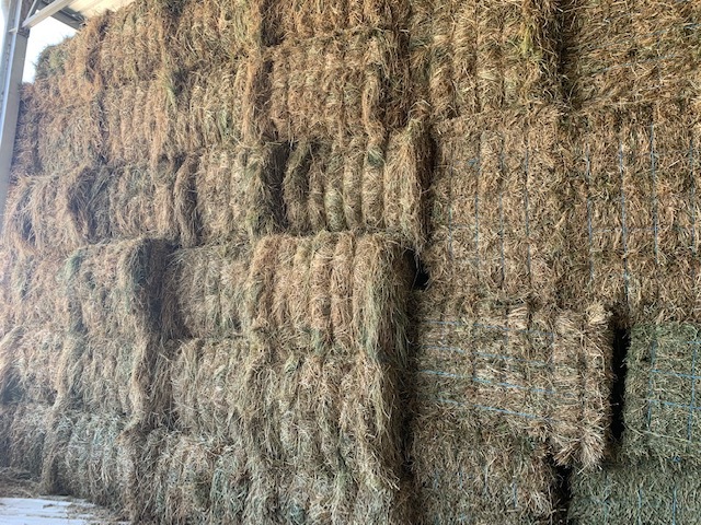  - This Season Rye Grass Hay - small squares in packs of 21 - Approximately 1000 - To Be SOLD by the Bale
