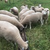 20 x Ryeland Rams