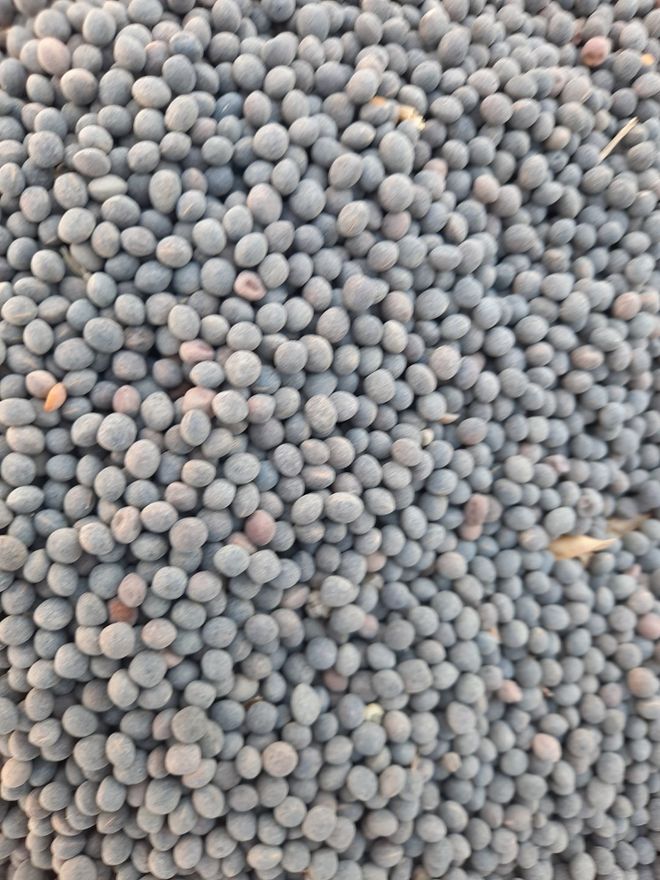 50mt Vetch Seed