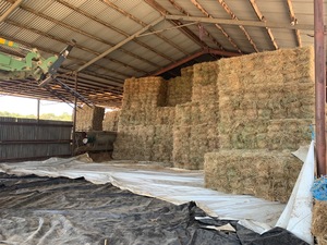 Pasture Hay Small Squares