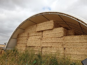 Windrowed Wheat Straw