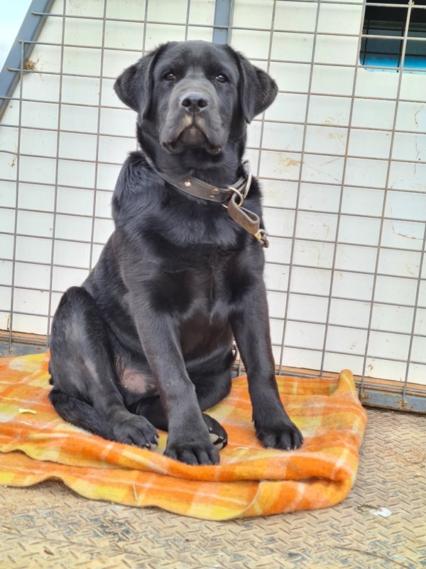 Purebred Labrador puppies 