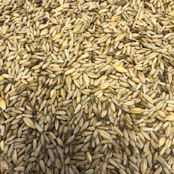 Cereal Rye For Sale