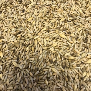 Cereal Rye For Sale