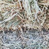 Oaten Hay $115 plus GST