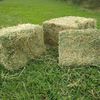 Lucerne For Sale