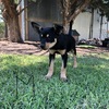 Kelpie puppies